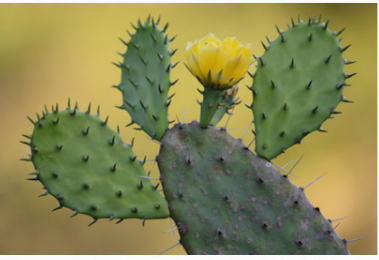 <p>Leaves of these plants with</p><p>photosynthetic stems are often</p><p>decreased in size or are modified</p><p>into having other functions such as</p><p>spines.</p>