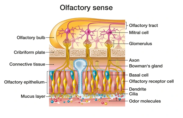 <p>They secrete <strong>serous fluid</strong> to <strong>dissolve odorous molecules</strong>.</p>