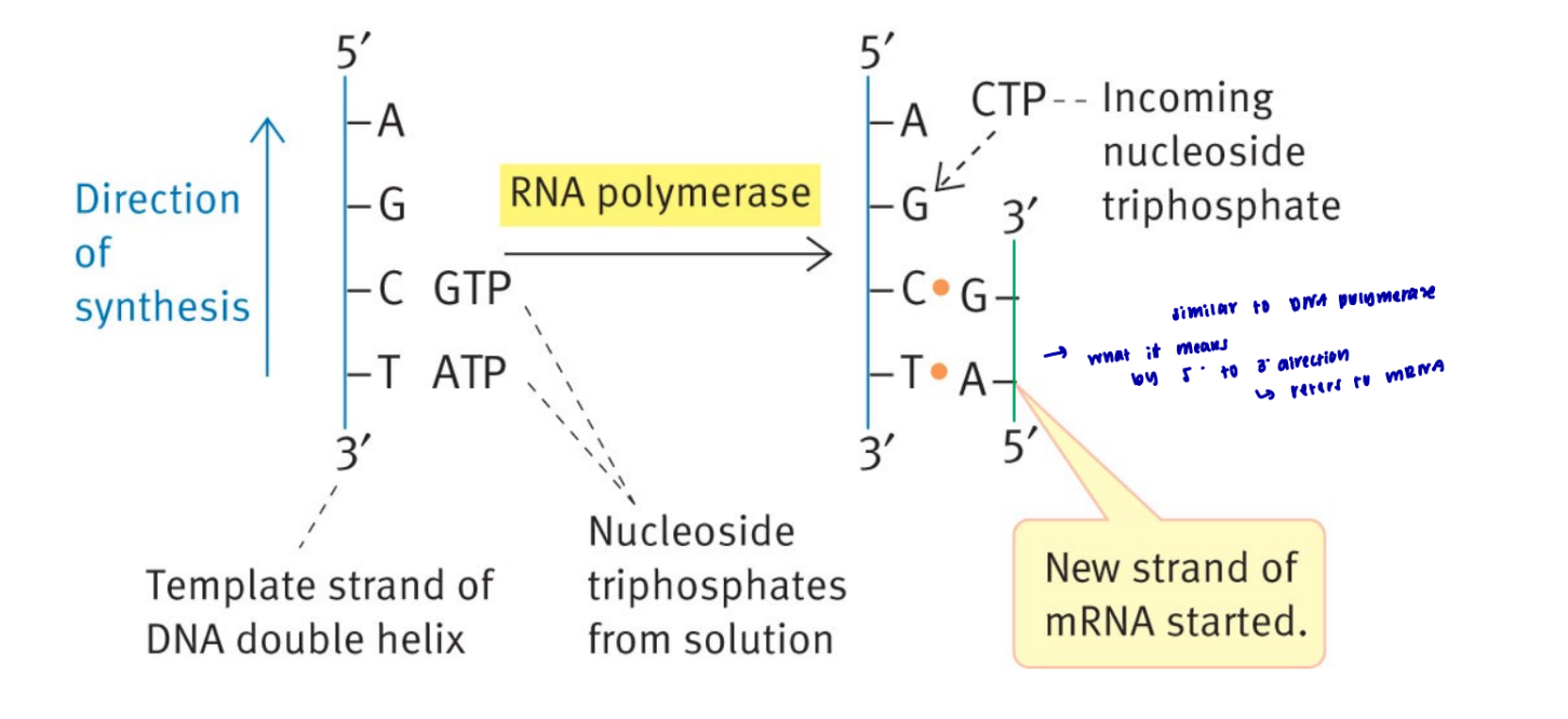 <ul><li><p>similar to DNA where it brings in rNTPs that are complement to the DNA bases and creates a phosphodiester bond between the bases so that it can link and become one chain </p></li><li><p>always occur in a 5 → 3 direction </p></li><li><p>only one strand if formed whereas in DNA, both strands are the template and then you end up with two </p></li></ul>