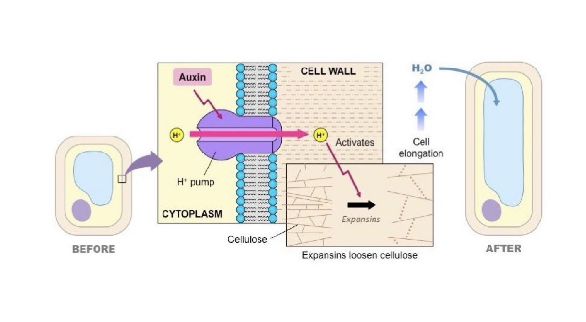 <p>How does auxin work to cause elongation (7)</p>