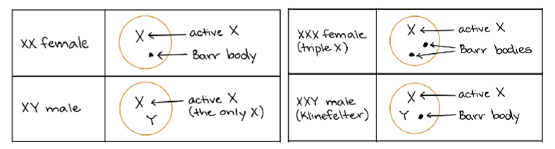 <p>deviation from XX or XY causes several health issues</p><ul><li><p>Turner (XO): missing X chromosome (reduced expression of X-linked genes—no escapies</p></li><li><p>Klinefelter (XXY): x-inactivation shuts doesn’t extra chromosome—incorrect expression bc escapies</p></li><li><p>Triple X (XXX): x-inactivation shuts down two x chromosome—incorrect expression bc too many escapies</p></li></ul><p></p>
