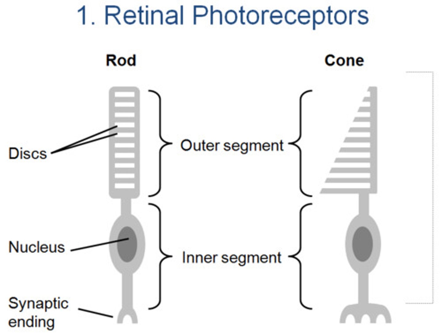 <p>rods and cones in the eye; they respond to light</p>