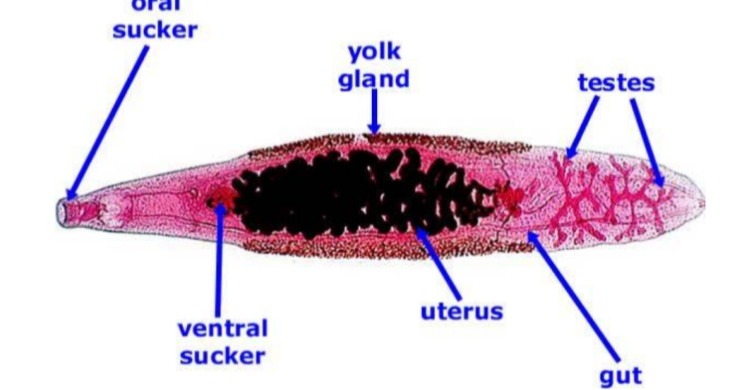 <p>What is the <strong>name</strong> of this organism?</p><p><br></p>