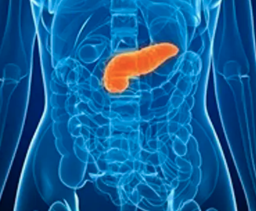 <p>supplies most of enzymes needed to digest chyme, as well as bicarbonate to neutralize stomach acid</p>