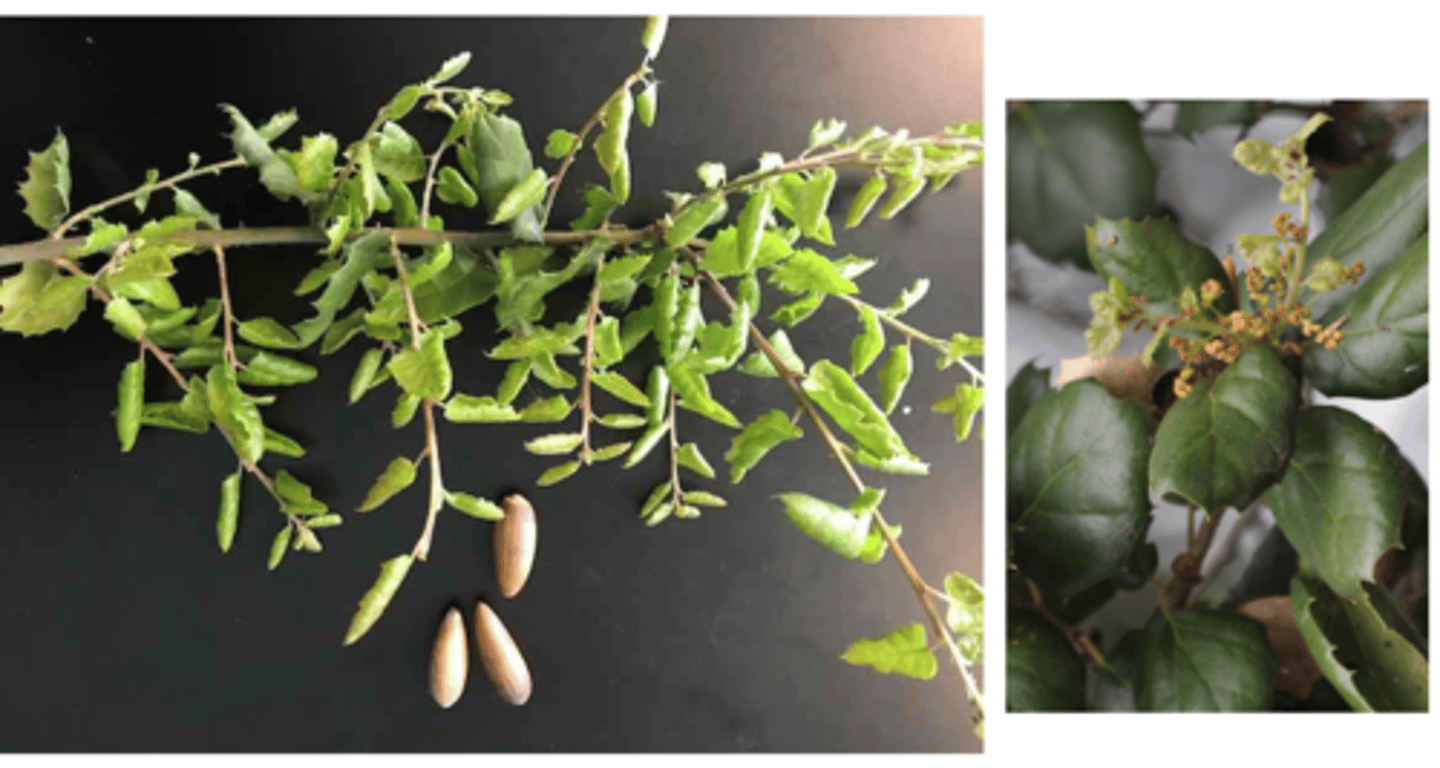 <p>1’. Angiosperms</p><p>----------------</p><p>10’. Leaves simple</p><p>----------------</p><p>23’. Leaves alternate </p><p>----------------</p><p>29’. Leaves not lobed</p><p>----------------</p><p>36’. Leaf base symmetrical</p><p>----------------</p><p>41’. Leaves not large, generally less than 9 inches long</p><p>----------------</p><p>43’. Leaf margins serrate or bearing thin bristles</p><p>----------------</p><p>49’. Leaf ranking spiral</p><p>----------------</p><p>51. Leaves with thin bristles on leaf margin, appearing as serrations (bristles are extensions of leaf veins); fruit an acorn</p><p>----------------</p><p>52. Leaves not flat, markedly cupped downward, leaf undersurface largely resembles top surface however the</p><p>undersurface bears tufts of hair in the angles between the midvein and the lateral veins; bark not noticeable</p><p>thick and spongy</p>