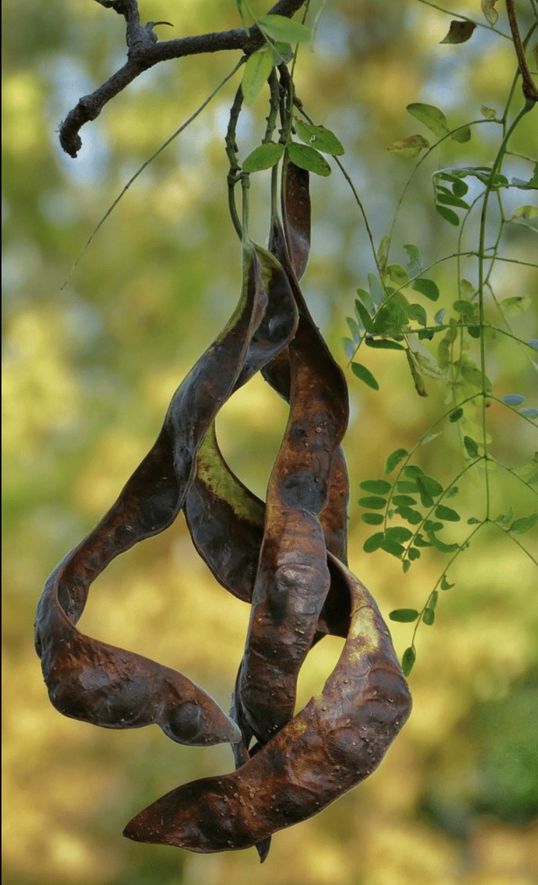 <p>Common name: Honeylocust</p><p></p><p>Genus: Gleditsia</p><p></p><p>Species: tricanthos</p><p></p><p>Family: Fabaceae</p>