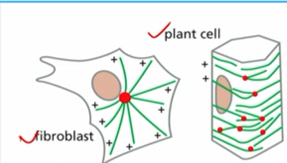 <p>fibroblast:</p><p>microtubules radiate away from centrosome (2 centrioles), surrounded by pericentriolar material (pcm) which gamma tubulin ring complexes are found</p><p></p><p>plant cell:</p><p>gamma tubulin is found on other microtubules</p><p>“branching” or seeding from another microtubule (augmin connector)</p>