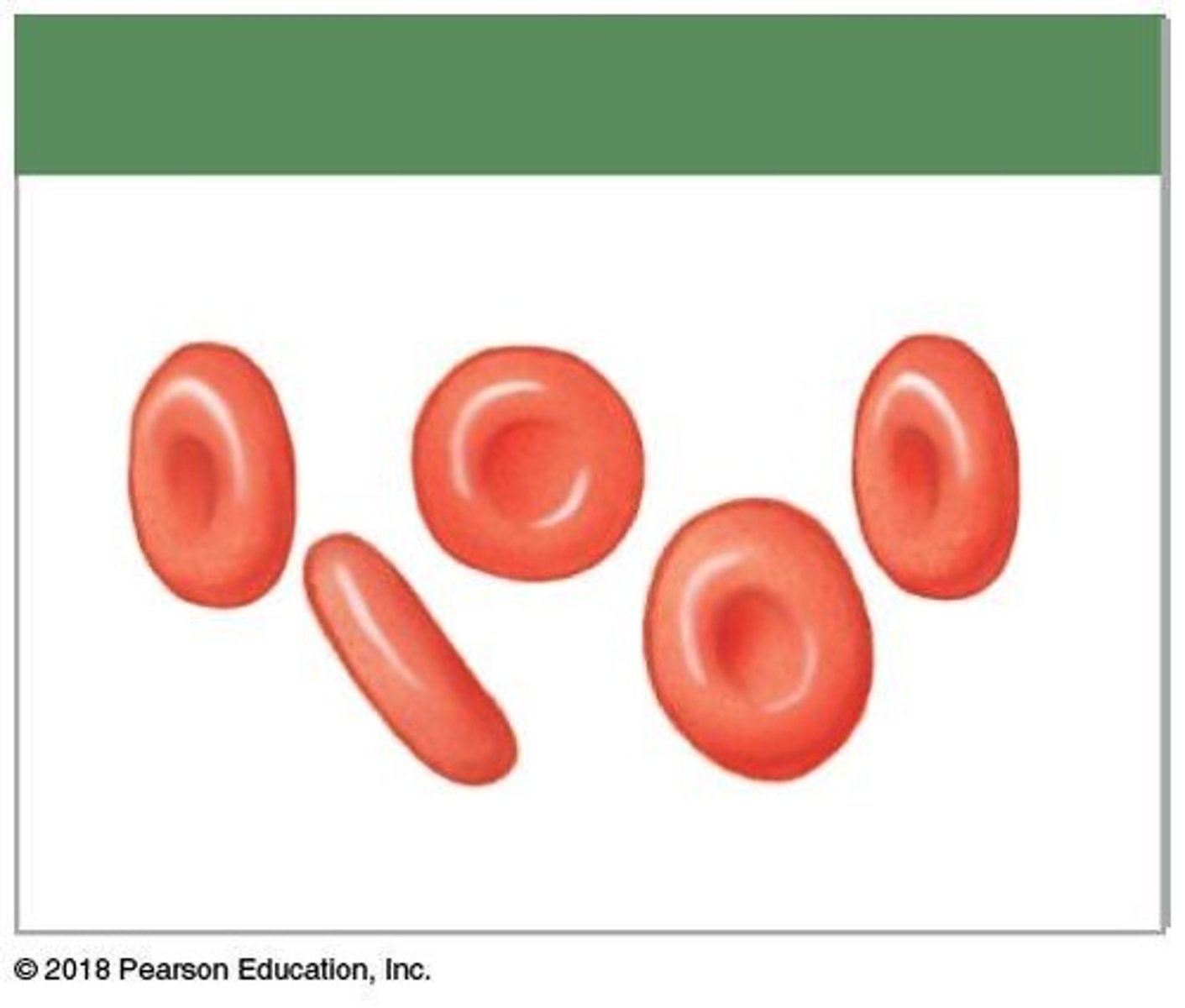 <p>Erythrocytes responsible for oxygen transport.</p>