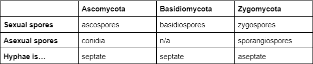 <p>Ascomycota → ascospores</p><p>Basidiomycota → basidiospores</p><p>Zygomycota → zygospores</p>