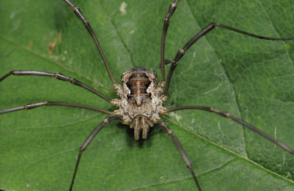 <p>one body part</p><p>8 legs, 2 pedipalps, ocelli, etc</p>