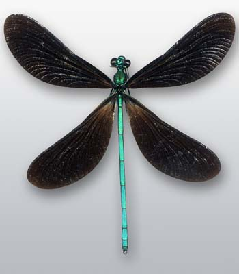 <p>What is the order? Defining characters</p>