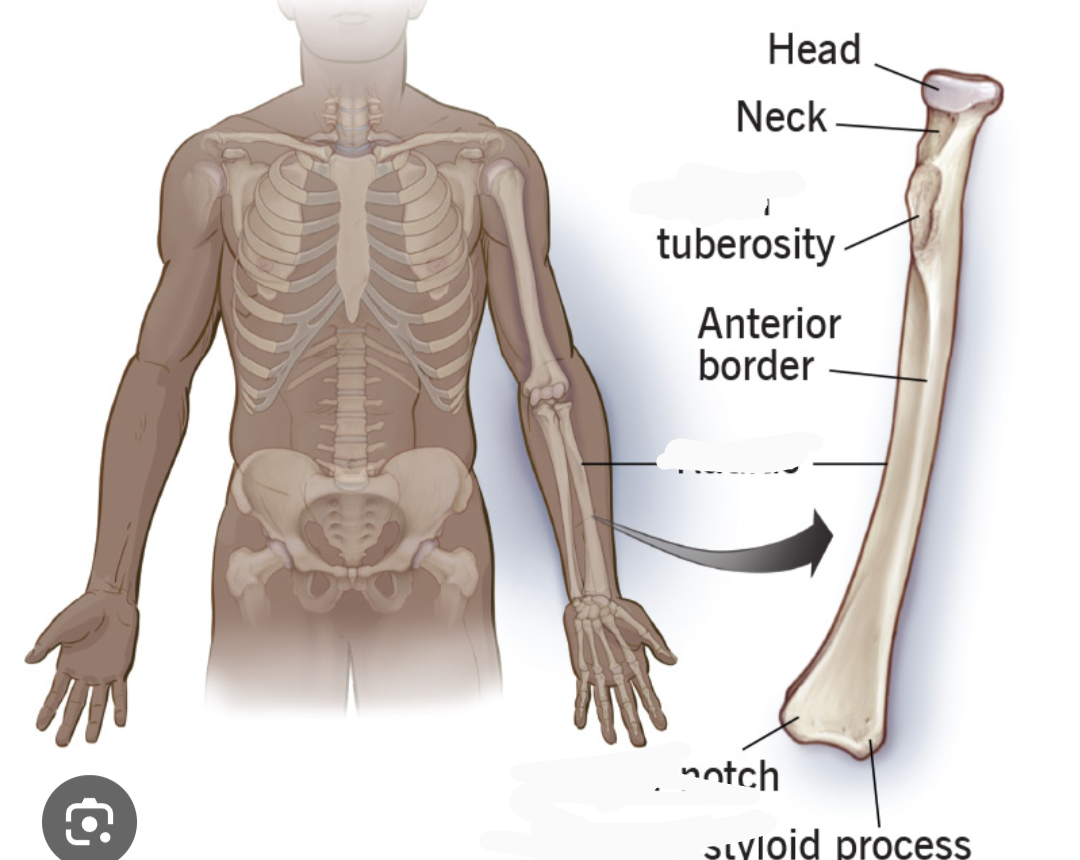 <p>What bone is this? (Appendicular)</p>