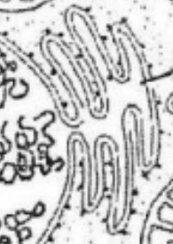 <p>The endoplasmic reticulum is a three-dimensional network of branching tubes and pockets. It extends throughout the cytoplasm from the nuclear membrane. These fluid-filled tubes transport materials, such as proteins, through the cell.</p>