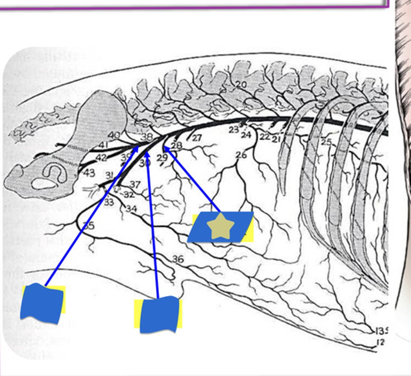 knowt flashcard image