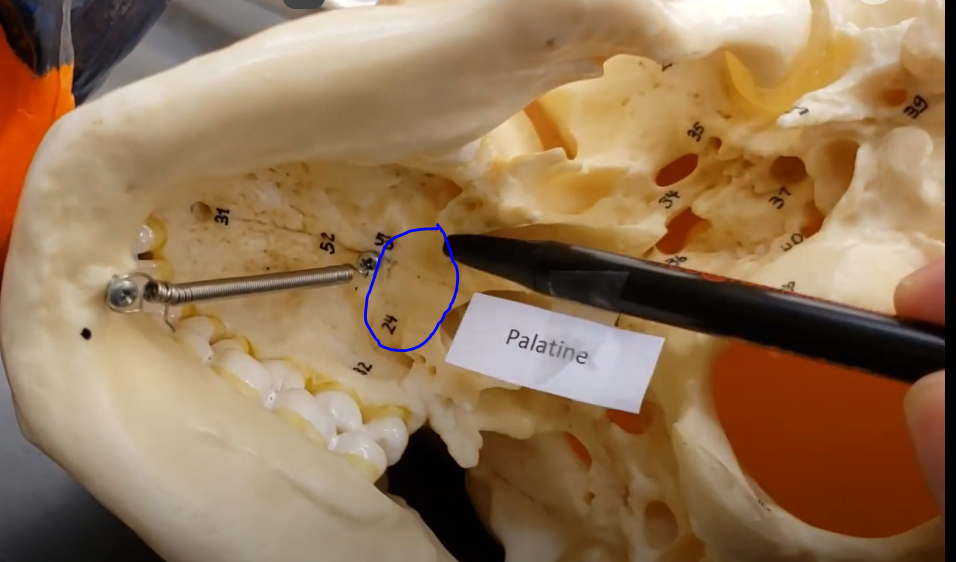 knowt flashcard image