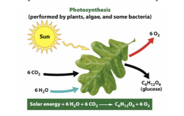 <p>Photosynthesis</p>