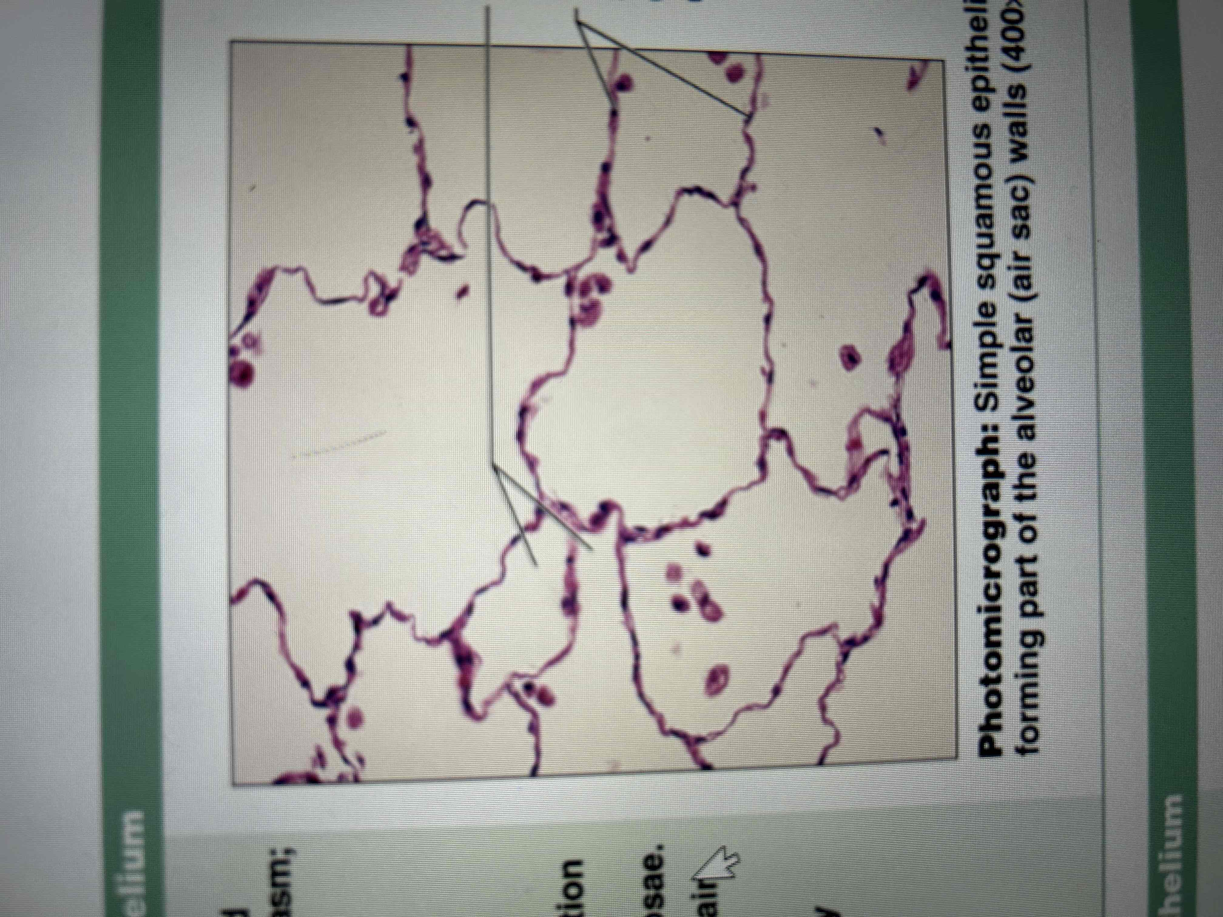 Histology Flashcards Knowt