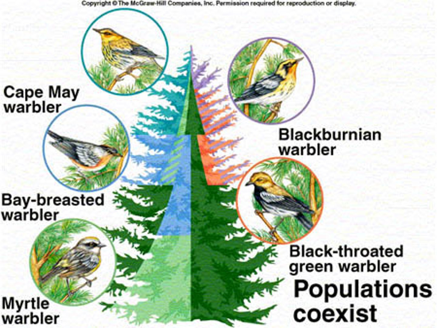 <p>the division of limited resources by species to help avoid competition in an ecological niche</p>