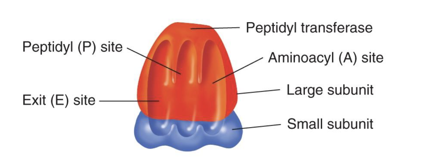 <p>the site of protein synthesis</p><ul><li><p>composed of protein and RNA</p><ul><li><p>has a large and small subunit</p></li></ul></li><li><p>recognizes mRNA features that signal the start of translation</p><ul><li><p>coordinates movement of tRNAs to match codons in mRNA</p></li><li><p>supplies enzymatic activity to link AAs and move 5’ to 3’ along the mRNA (backwards to way nucleic acids have been read so far) </p></li><li><p>helps facilitate termination by dissociating from mRNA and the polypeptide</p></li></ul></li></ul><p></p>