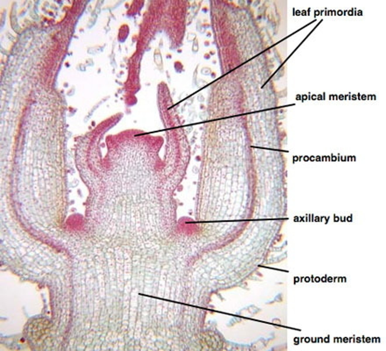 <p>gives rise to the ground tissue system</p>