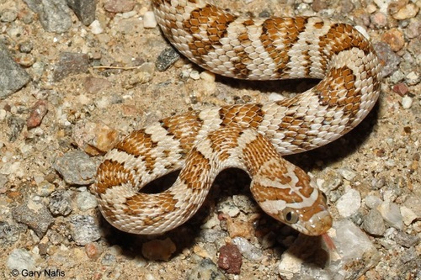 <p>California Lyresnake</p>