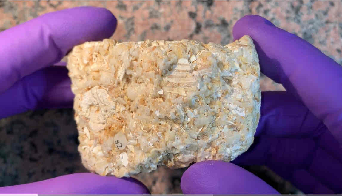 <p>rock and add heat and pressure?</p><p>hint: fragments of shell reacts to acid</p>