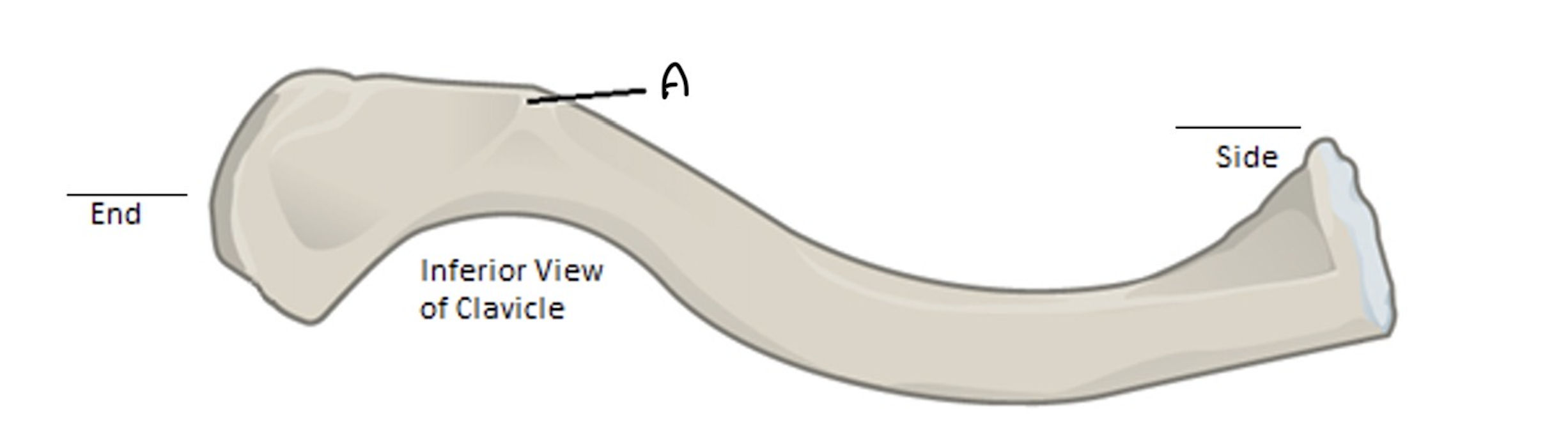 <p>What bone is this? where does it attach too? Label it. What is the cone shaped formation on the inferior surface?</p>