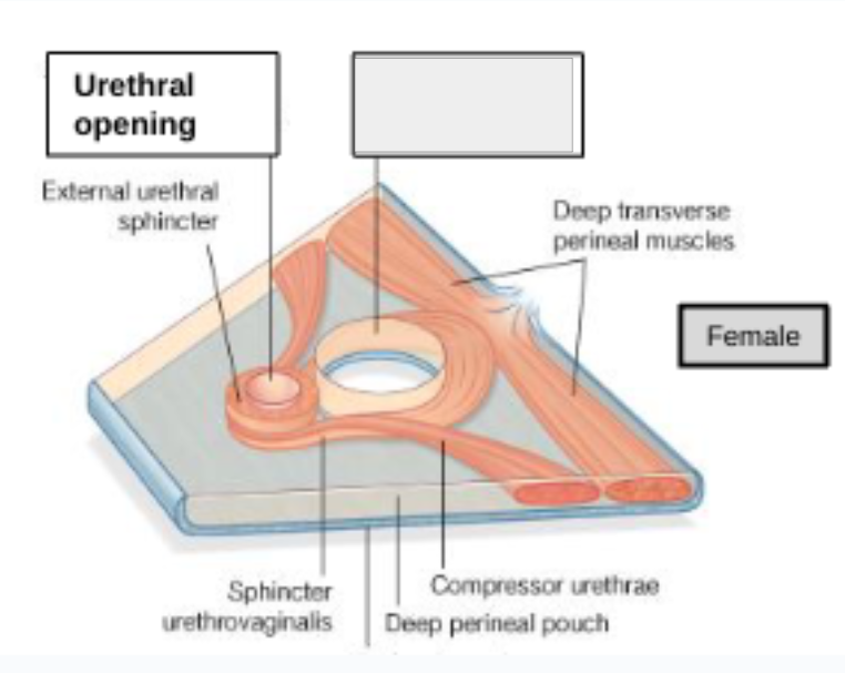 <p>what structure is that?</p>