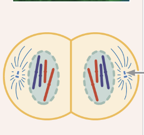 <ul><li><p>chromosomes arrive at spindle poles</p></li><li><p>centrosomes are at the poles with few remaining spindle fibers</p></li><li><p>nuclear membrane re-forms </p></li><li><p>chromosomes relax</p></li></ul><p></p>