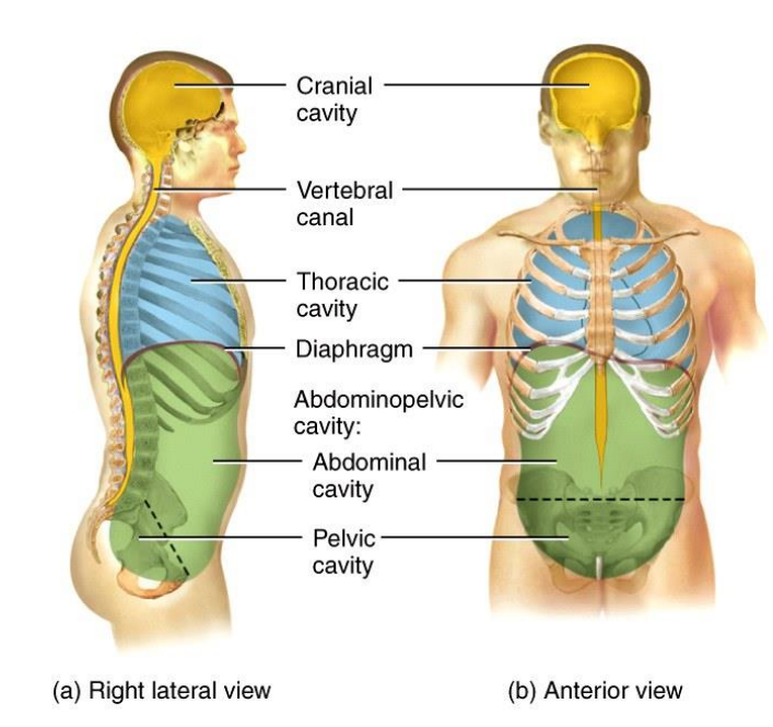 <p>Cranial, vertbral, thoracic and abdominopelvic cavity </p>