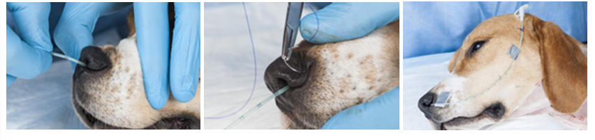<p><strong>Nasoesophageal Feeding Tubes:</strong> ideal for short-term nutritional support (3-7 days). They provide a simple, minimally invasive method to deliver nutrition without requiring anesthesia for placement.</p><p><strong>Advantages</strong></p><ul><li><p>Can be placed quickly without requiring general anesthesia</p></li><li><p>Minimal risk of adverse effects when properly placed</p></li><li><p>No permanent consequences if the patient removes the tube</p></li></ul><p><strong>Disadvantages</strong></p><ul><li><p>Not suitable for long-term feeding</p></li><li><p>Easily dislodged</p></li><li><p>Limited to very liquid diets due to small tube diameter</p></li></ul><p><strong>Required Supplies</strong></p><ul><li><p>Topical anesthetic (proparacaine eye drops or lidocaine)</p></li><li><p>Water-soluble lubrication jelly</p></li><li><p>feeding tube</p></li><li><p>Scissors for trimming the tube</p></li><li><p>White tape for marking measurements</p></li><li><p>Suture material or tissue glue for securing</p></li><li><p>Elizabethan collar</p></li></ul><p><strong>Measuring and Preparing the Tube</strong></p><ol><li><p>Measure from the tube anchor point on dorsal midline to the external nares</p></li><li><p>Mark this point with white tape</p></li><li><p>Measure from the tip of the nose to just caudal to the heart base (7-8th intercostal space)</p></li><li><p>Trim the distal end if needed to achieve proper length</p></li></ol><p class="text-primary-foreground"><strong>Important:</strong> The tube should not extend into the stomach as this can cause gastroesophageal reflux and ulceration when passing through the gastroesophageal sphincter.</p><p><strong>Placement Procedure</strong></p><ol><li><p>Position the patient's nose upward and instill 4-5 drops of ophthalmic anesthetic (proparacaine) or lidocaine in each nostril, wait a few minutes, repeat. </p></li><li><p>Lubricate the end of the tube with sterile water-soluble lubricant or 2-5% lidocaine jelly</p></li><li><p>Hold the patient's nose in a normal position (avoid extension or flexion)</p></li><li><p>Direct the tube tip medially and ventrally into one external naris until it enters the ventral meatus</p></li><li><p>Lift the nasal planum dorsally while lifting the proximal end of the tube</p></li><li><p>Slow insertion as you reach the oropharynx to allow the animal to swallow the tube into the esophagus</p></li><li><p>Insert until you reach the pre-marked white tape</p></li></ol><p><strong>Confirming Proper Placement</strong></p><ul><li><p>Test by injecting a small amount of sterile water or saline</p></li><li><p>If coughing occurs, remove and reinsert the tube</p></li><li><p>A lateral cervical radiograph can confirm proper positioning (optional but recommended)</p></li></ul><p><strong>Securing the Tube</strong></p><ol><li><p>Secure to the nasal planum just lateral to the external naris using tissue glue or sutures</p></li><li><p>Anchor at the dorsal bridge of the nose</p></li><li><p>Place additional anchoring points on the dorsal midline of the head (may require trimming hair)</p></li><li><p>For cats, ensure the tube doesn't contact the whiskers to prevent irritation</p></li></ol><p></p>