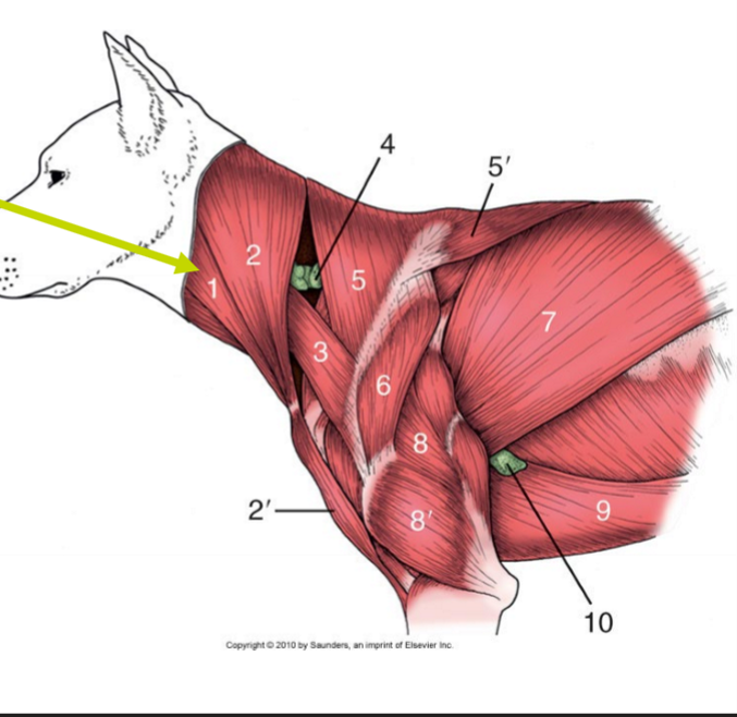 <p>Vilken muskel?<br>O<br>I (ca, Först pars occipitalis, sen pars mastoidea),<br>I (eq)<br>F<br></p>