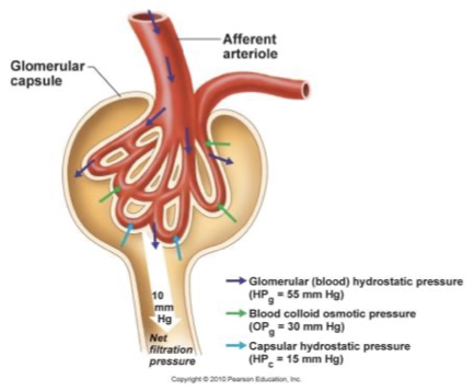 <p>filtration rate mainly dependent on BP</p><ul><li><p>afferent arterioles: short, large diameter</p></li><li><p>efferent arterioles: smaller diameter</p></li></ul><p>therefore high rate of blood flow into glomerulus, low rate out of glomerulus</p>