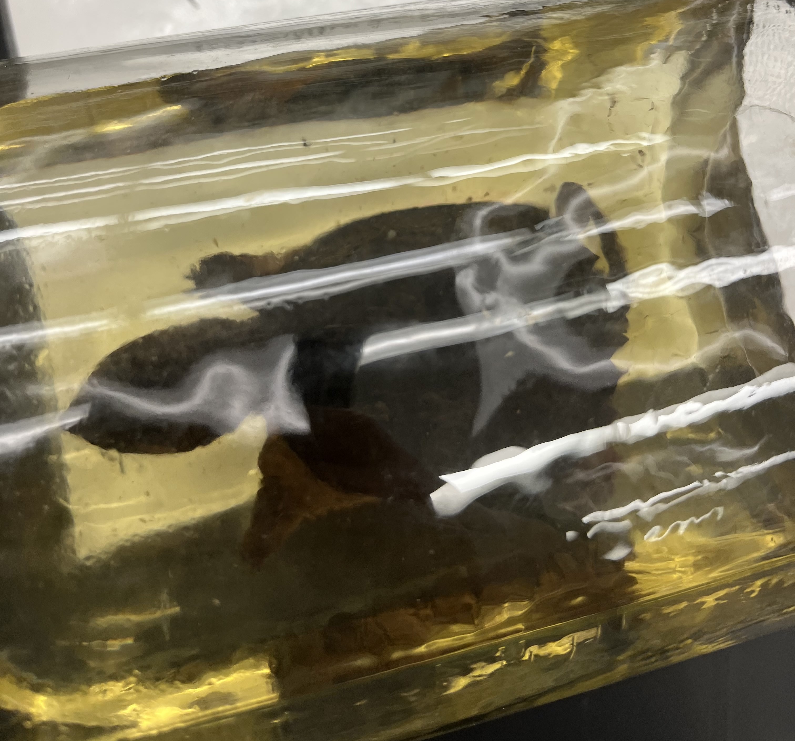 <ul><li><p>medium</p></li><li><p>dark</p></li><li><p>light color</p></li><li><p>round head</p></li><li><p>stuby legs</p></li><li><p>long tail</p></li></ul><p></p>