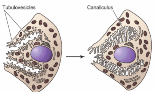 <p>Does the right or the left diagram depict an active parietal cell? How can we tell? Which side is the apical side?</p>