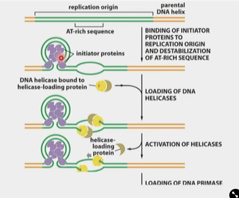 Require ATP to wrap themselves in and melt some H-bonds, which attracts Helicase protein. They also help helicase bind.
