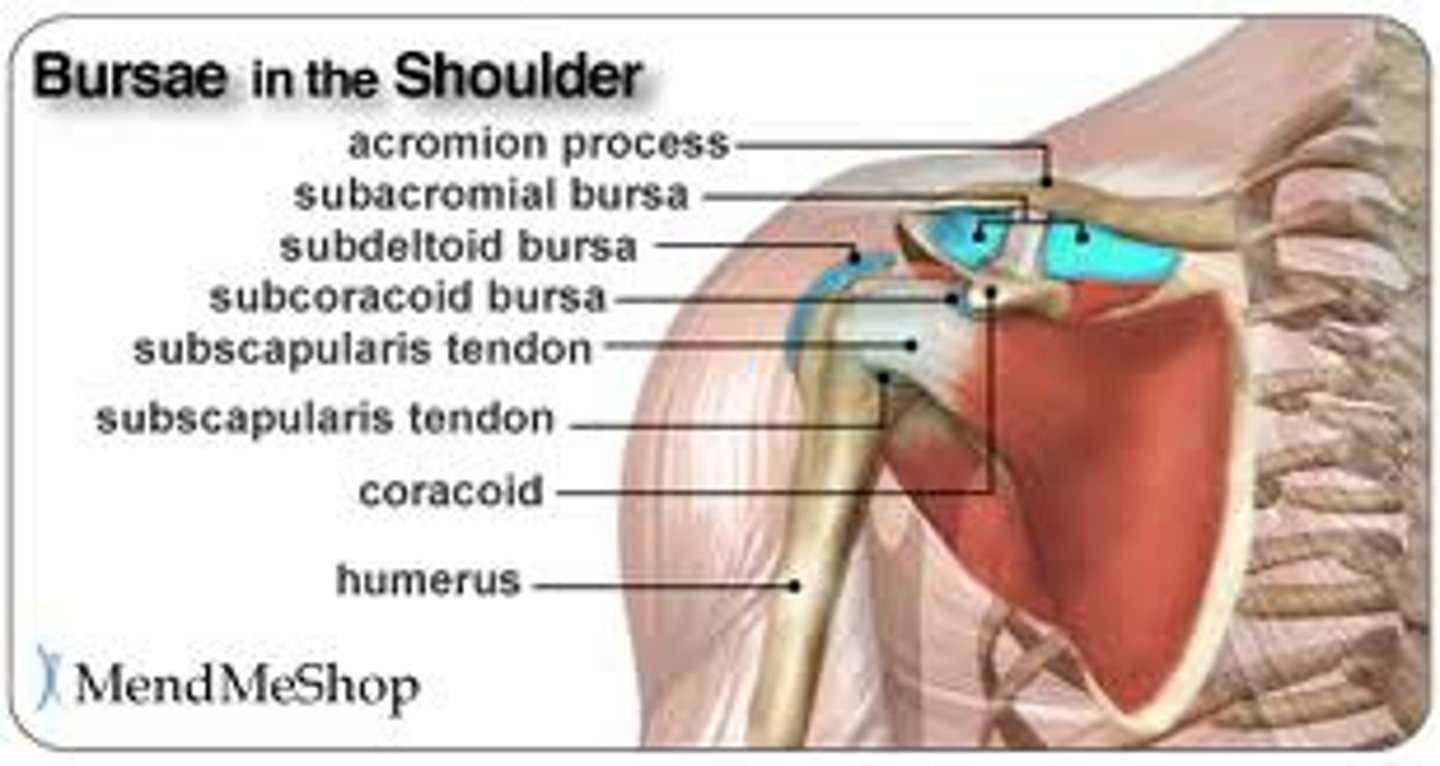 <p>b/w deltoid, supraspinatus and /or acomion</p>