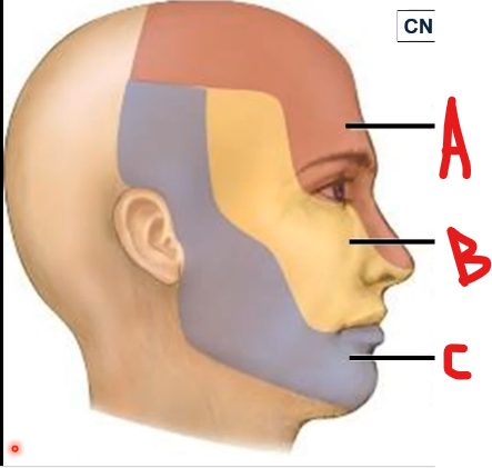 <p>Branches of Trigeminal nerve</p>