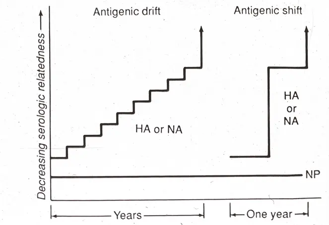 Drifts: little mutations that occur in the virus; overtime the accumulation of these mutations makes the virus a completely different thing

\
Shifts: recombination between two different influenza viruses that are coinfecting a species cause significant changes that create a new virus species; occur in less than a year

\
\*influenza viruses change so quickly because of these types of mutations