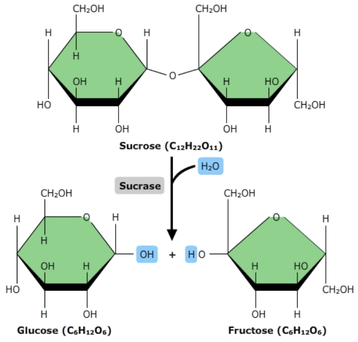 <p>break down larger molecules, such as carbohydrates, lipids, and proteins from ingested food, into their constituent smaller parts</p>