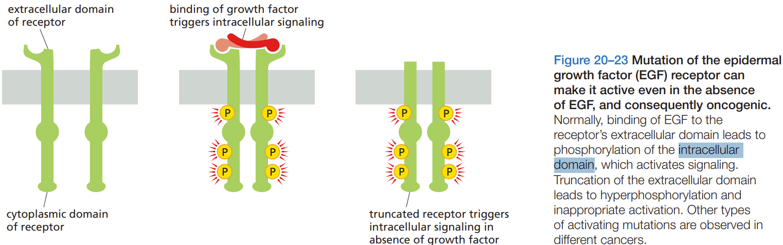<p><span>The extracellular domain is linked to multiple GAG chains (primarily heparan sulfate).&nbsp;</span></p>