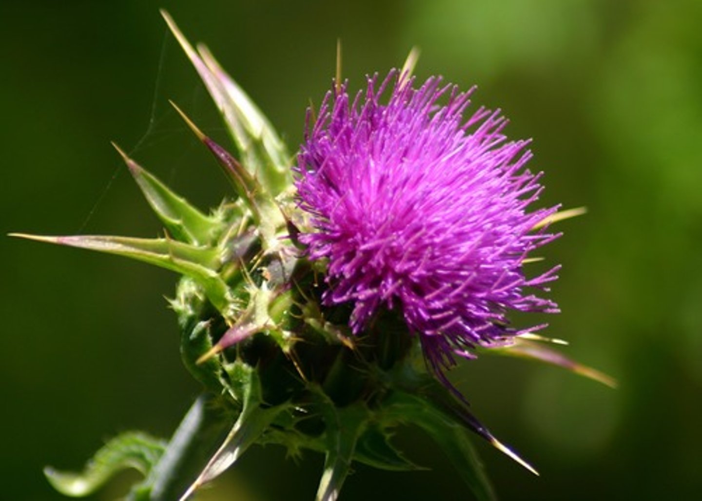 <p>milk thistle</p>