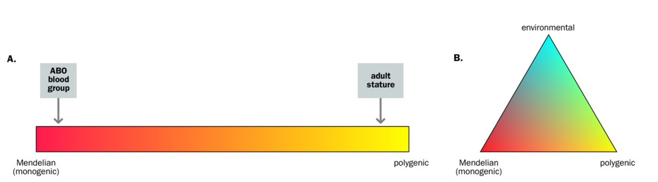 <p>-Described as dichotomous - you have it or you don’t e.g. extra finger</p><p>Cystic Fibrosis </p><p></p><p></p><p>HUMAN TRAITS </p><p>-Non - mendelian - not dichotomous </p><p>Most a CONTINUOUS / QUANTITATIVE CHARACTERS e.g. height / weight </p><p><strong>-We all have them, just to different degrees </strong></p><p></p><p><strong>Continuous traits - QTLs - quantitative trait locis </strong></p>