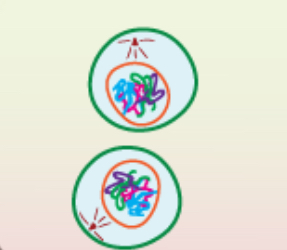 <p>What phase of mitosis is shown?</p>