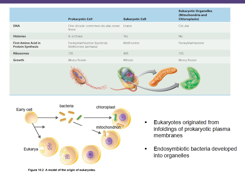 <ul><li><p>infoldings of prokaryotic plasma membranes&nbsp;</p></li><li><p>endosymbiotic bacteria developed into organelles</p></li></ul><p></p>
