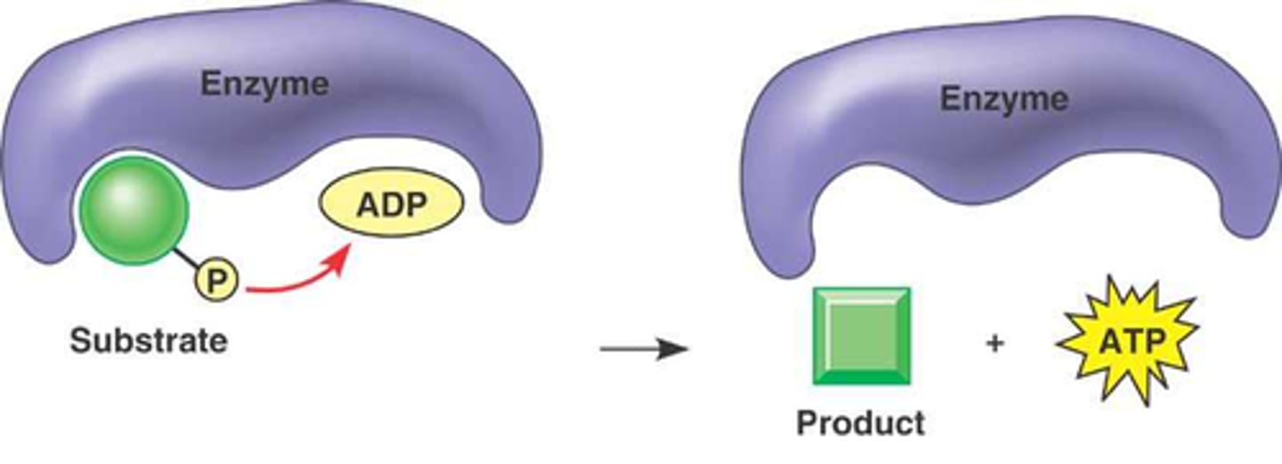 <p>The enzyme-catalyzed formation of ATP by direct transfer of a phosphate group to ADP from an intermediate substrate in catabolism.</p><p>Creates some ATP formed by glycolysis and the citric acid cycle.</p>