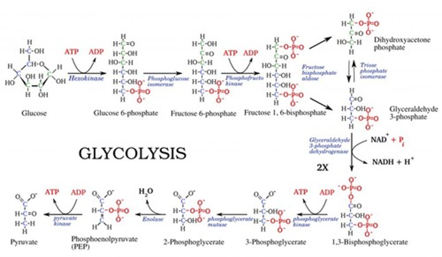 <p>Pyruvate is formed from phosphoenolpyruvate by pyruvate kinase.</p>