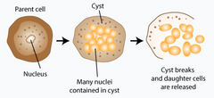 <p>What form of asexual reproduction is this: It occurs when the nucleus divides repeatedly before the division of cytoplasm, thus giving rise to many daughter cells almost simultaneously</p>