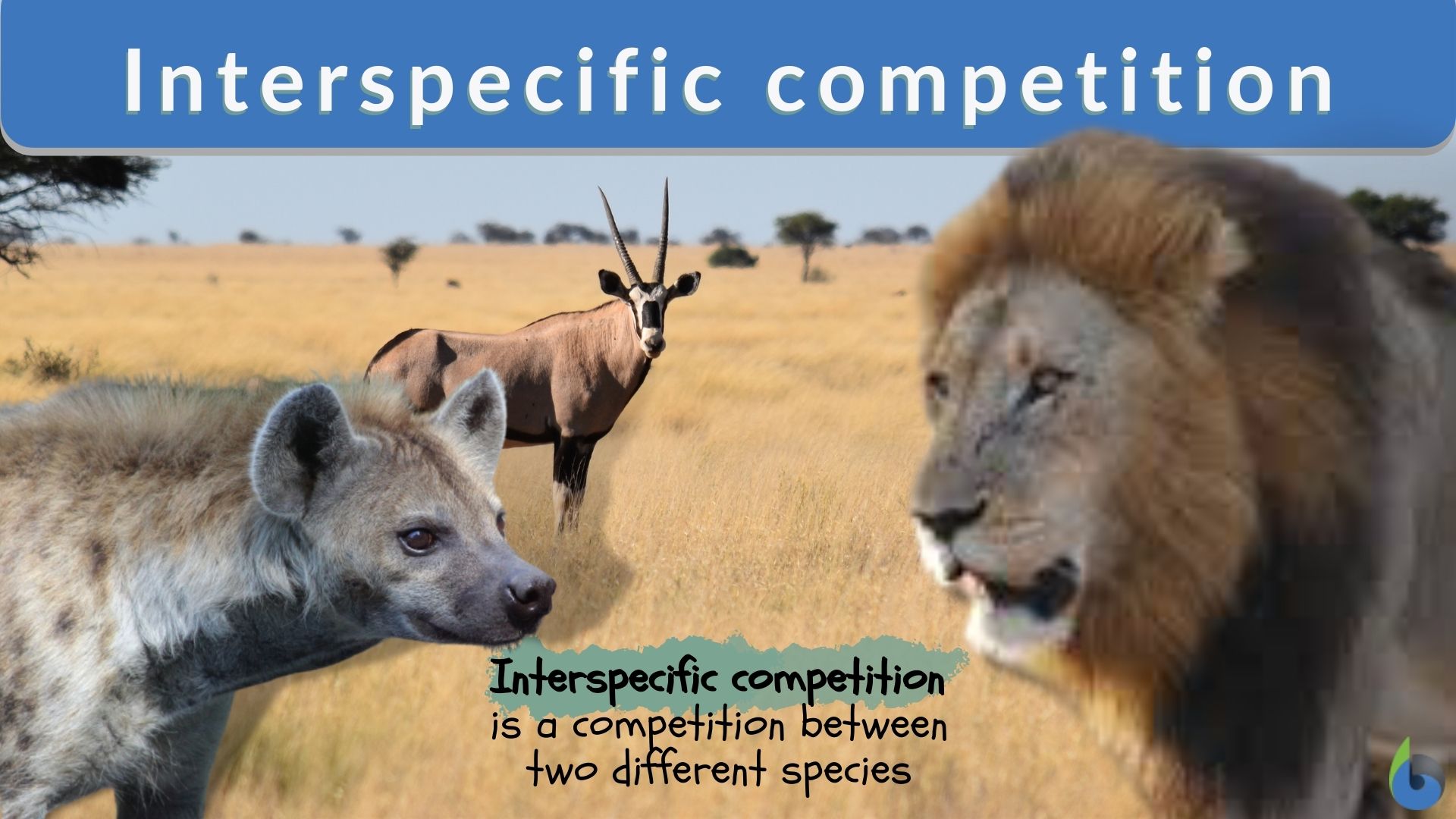 <p>Completion between different species </p>