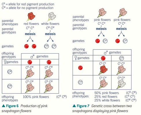 <p>when two different alleles occur for a gene and both are equally dominant</p><p>can also produce a hybrid colour</p>
